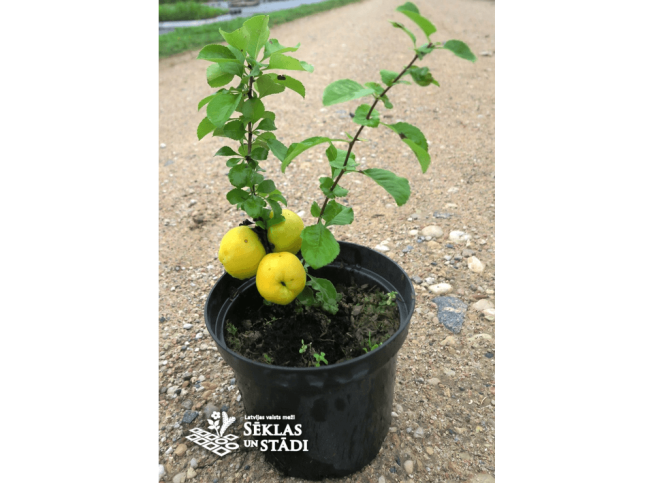 Chaenomeles japonica   'Darius'